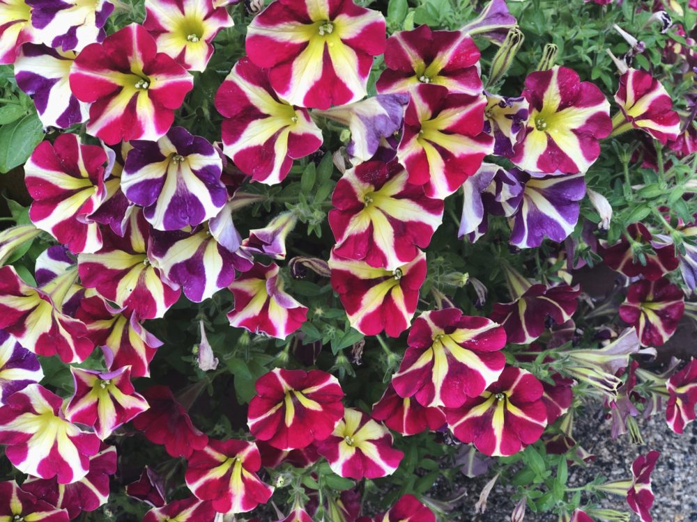 Petunias. My One Planting Tip. Go Deep. · Pat Coakley